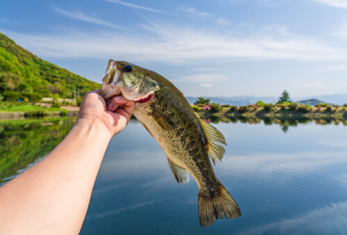 How to Catch Bass | Secrets from Pro Anglers